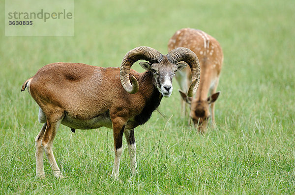 Europäisches Mufflon (Ovis orientalis musimon) und Reh stehen auf einer Wiese