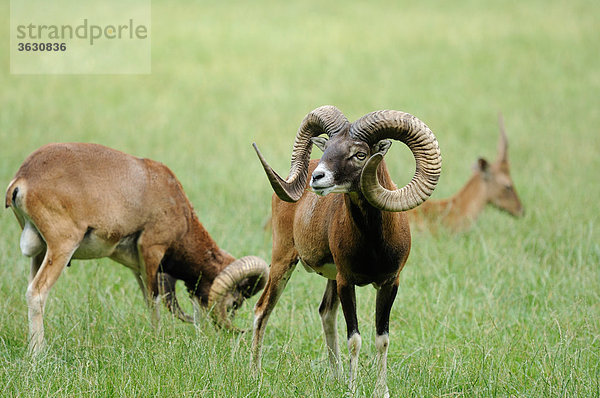 Zwei Europäisches Mufflons (Ovis orientalis musimon) und Reh auf einer Wiese