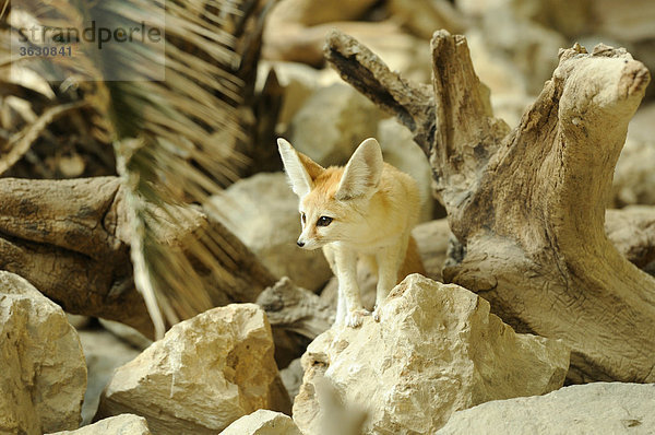 Wüstenfuchs (Vulpes zerda) blickt umher