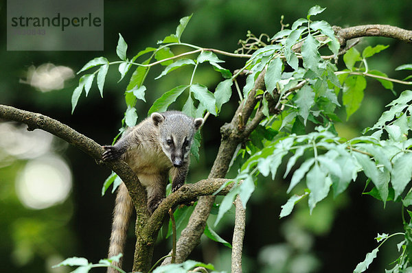 Südamerikanischer Nasenbär (Nasua nasua) in einem Baum