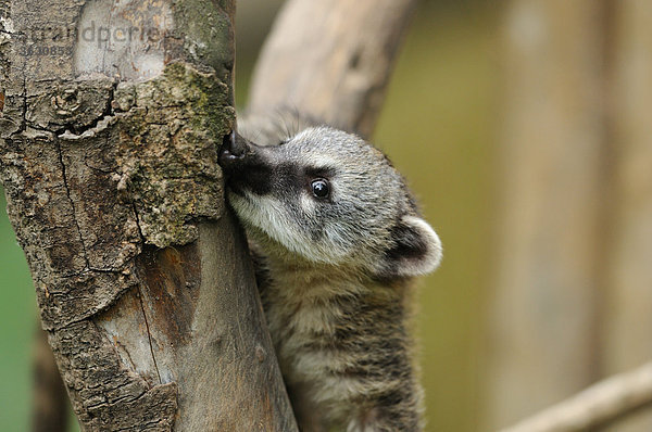 Südamerikanischer Nasenbär (Nasua nasua) in einem Baum