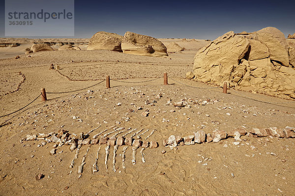 Versteinertes Skelett eines Wals  Wadi Hitan  Libysche Wüste  Ägypten