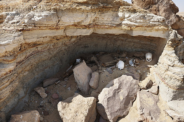 Skelette von Römern bei Magic Springs  weiße Wüste nahe Oase Farafra  Ägypten
