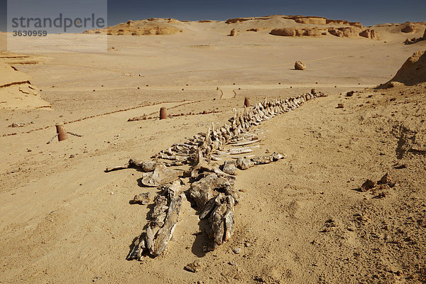 Versteinertes Skelett eines Wals  Wadi Hitan  Libysche Wüste  Ägypten