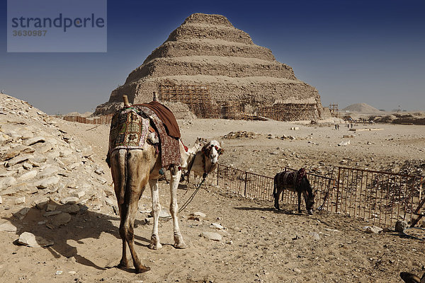 Kamel vor der Stufenpyramide des Djoser  Sakkara  Ägypten