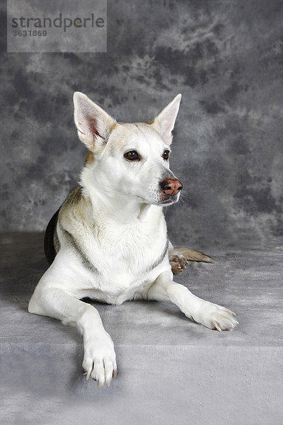 Podenco Ibicenco (Canis lupus familiaris)  Mischlingshund  Hündin liegend