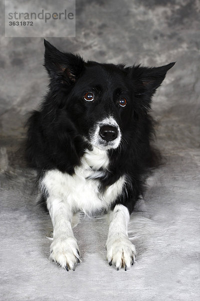 Border Collie (Canis lupus familiaris)  liegender Hund  Portrait