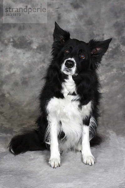 Border Collie (Canis lupus familiaris)  sitzender Hund