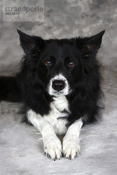 Border Collie (Canis lupus familiaris)  liegender Hund  Portrait