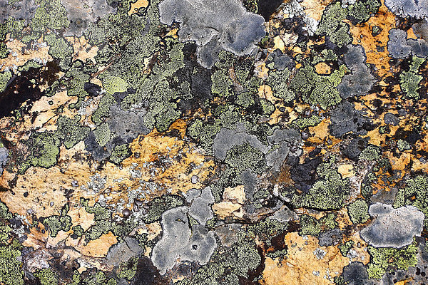 Felsen bewachsen mit Flechten  Nationalpark Monfragüe  Spanien  Europa