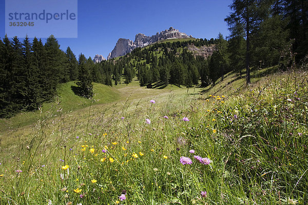 Blumenwiese mit Rosengarten  Karerpass  Südtirol  Italien  Europa
