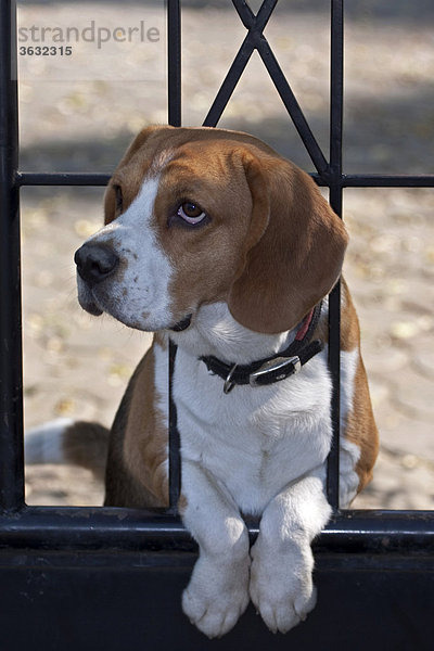 Beagle als Wachhund