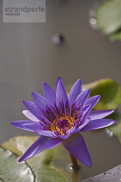 Wasserlilie (Nymphaea colorata)  violett  lila