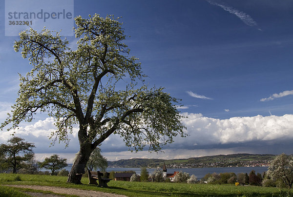 Aussichtsbank oberhalb von Konstanz-Dingelsdorf mit Blickrichtung Überlingen  Frühlingsblüte  Dingelsdorf  Konstanz  Baden-Württemberg  Deutschland  Europa