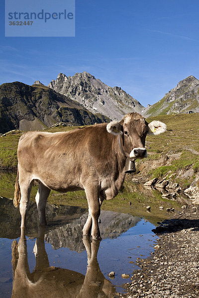 Kuh steht im Wangsersee am Pizol  Bad Ragaz  Heidiland  Kanton St. Gallen  Schweiz  Europa