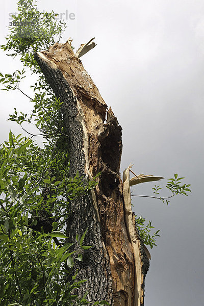 Gewitter-Folgen  abgerissener Baum  Ingolstadt  Bayern  Deutschland  Europa
