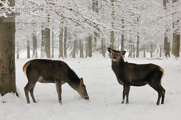 Rothirsche (Cervus elaphus) im Winter  weiblich  mit Jungtier