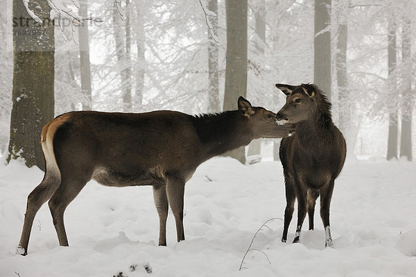 Rothirsche (Cervus elaphus) im Winter  weiblich  mit Jungtier