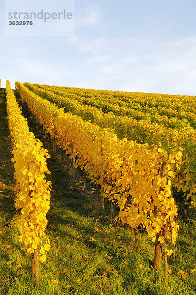 Weinberg im Herbst  Strümpfelbach  Baden-Württemberg  Deutschland  Europa