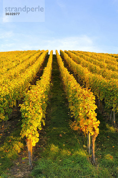 Weinberg im Herbst  Strümpfelbach  Baden-Württemberg  Deutschland  Europa