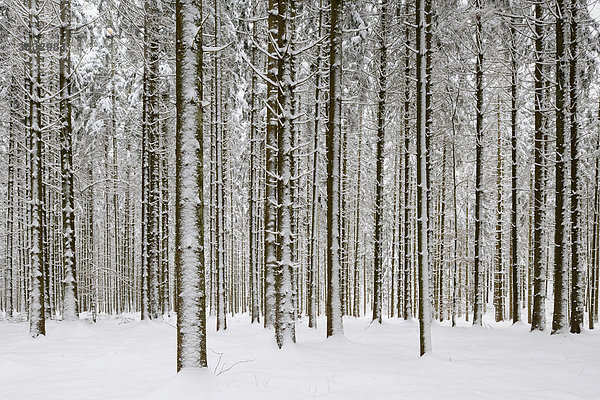 Tannenwald im Winter