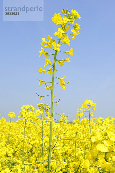 Rapsblüten (Brassica napus)