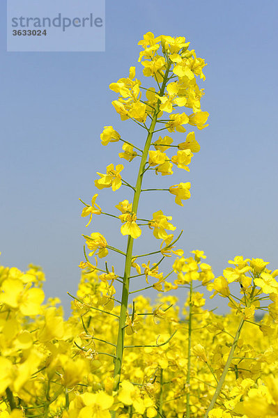 Rapsblüten (Brassica napus)