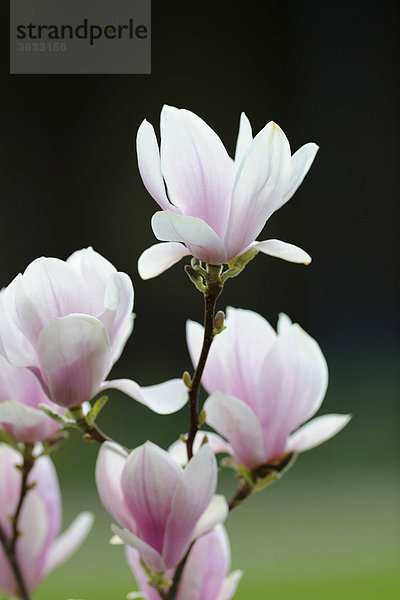 Tulpen-Magnolie (Magnolia x soulangeana) Amabilis Kulturform