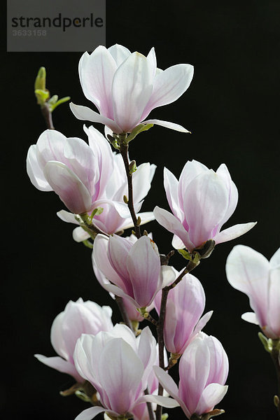 Tulpen-Magnolie (Magnolia x soulangeana) Amabilis Kulturform