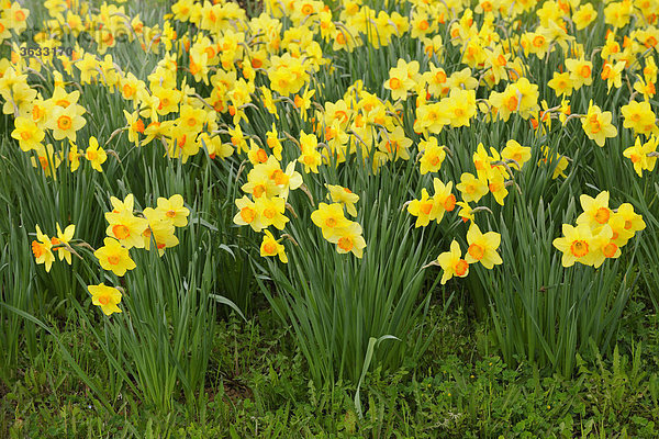 Osterglocken  Narzissen (Narcissus)