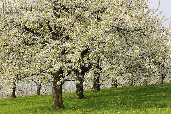 Blühende Kirschbäume im Frühling