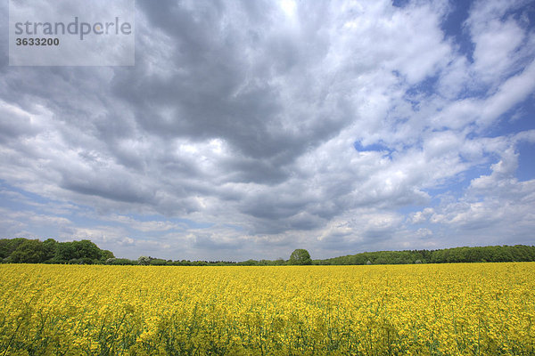 Landschaft  Rapsfeld  Lützenrathstraße  Kön  Nordrhein-Westfalen  Deutschland  Europa