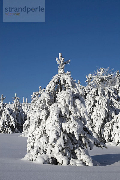 Verschneite Bäume im Winter  Kanada