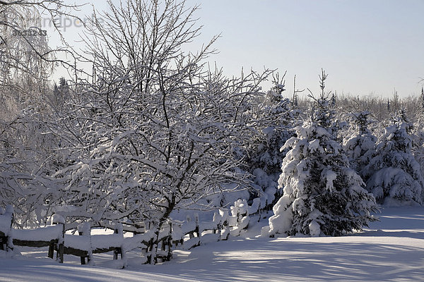 Verschneiter Wald im Winter  Kanada
