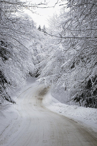 Verschneite Straßen  Bäume  Winter  Kanada