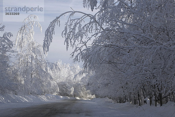 Verschneite Straße  Bäume  Winter  Kanada