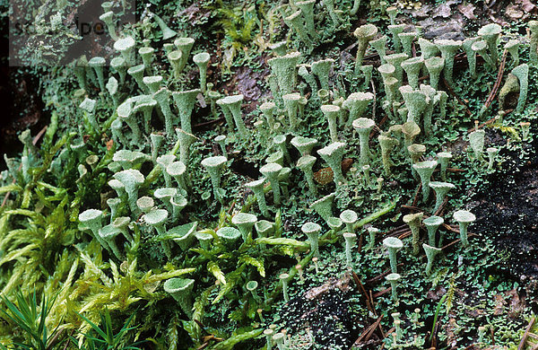 Becherflechte (Cladonia pyxidata)