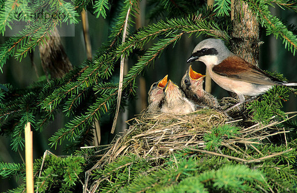 Neuntöter (Lanius collurio) Männchen füttert Jungvögel im Nest  Allgäu  Bayern  Deutschland  Europa
