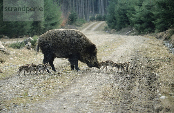 Wildschwein (Sus scrofa)  Bache mit 2 Wochen alten Frischlingen auf Waldweg  Allgäu  Bayern  Deutschland  Europa