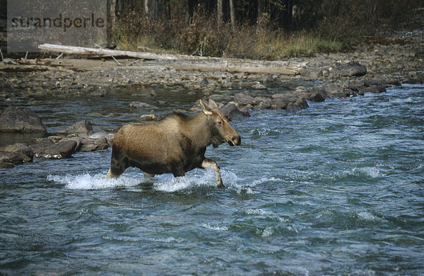 Elchkuh (Alces alces) durchquert einen Fluss  Alberta  Kanada