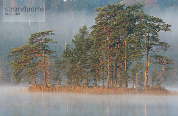 Waldkiefern (Pinus sylvestris) auf einer Insel im See im Morgennebel  Südschweden  Schweden  Skandinavien  Europa