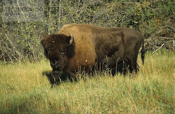 Präriebisonbulle (Bison bison)  Elk Island Nationalpark  Alberta  Kanada