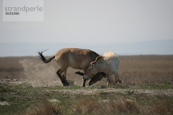 Przewalski-Pferde (Equus ferus przewalskii)  Spielerei zwischen Junghengsten  Burgenland  Österreich  Europa