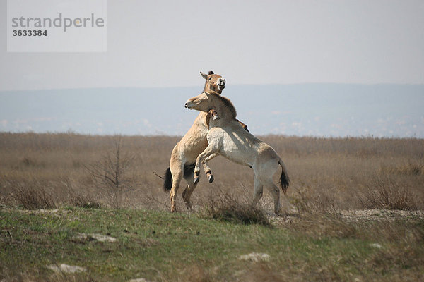 Przewalski-Pferde (Equus ferus przewalskii)  Spielerei zwischen Junghengsten  Burgenland  Österreich  Europa