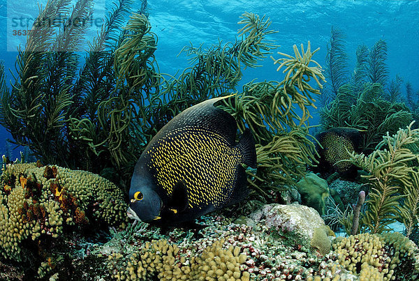 French angelfish (Pomacanthus paru)  Belize  Caribbean  Central America