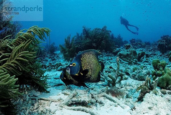 Franzosen-Kaiserfische (Pomacanthus paru) und Taucher  Pomacanthus paru  Bonaire  Niederländische Antillen  Karibik