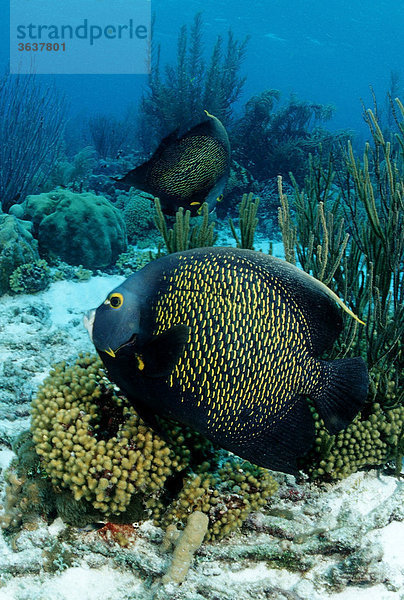 Franzosen-Kaiserfische (Pomacanthus paru)  Bonaire  Niederländische Antillen  Karibik