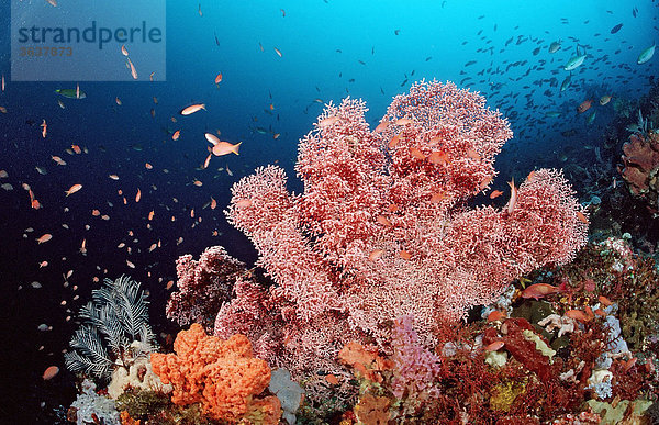 Buntes Korallenriff  Indischer Ozean  Indonesien  Südostasien
