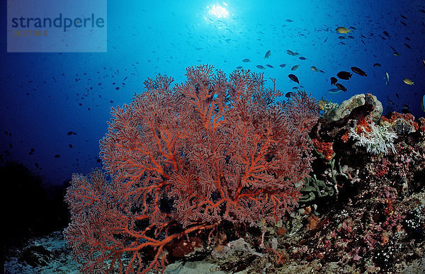 Korallenriff mit Gorgonie (Gorgonaria sp.)  Komodo  Indo-Pazifik  Indonesien  Südostasien