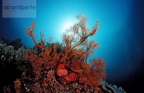 Korallenriff mit Gorgonie (Gorgonaria sp.)  Komodo  Floressee  Indonesien  Südostasien